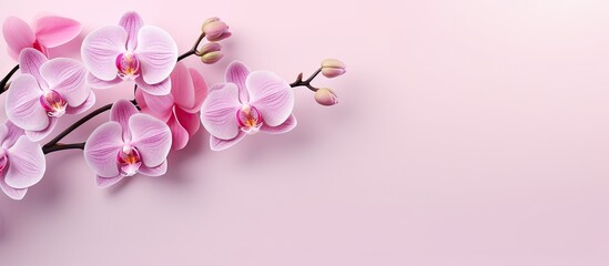 Fototapeta na wymiar Pink orchids on a isolated pastel background Copy space in isolation