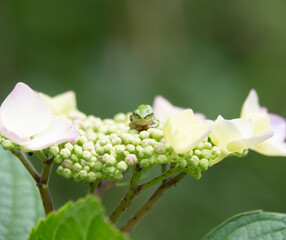 アジサイとアマガエル2