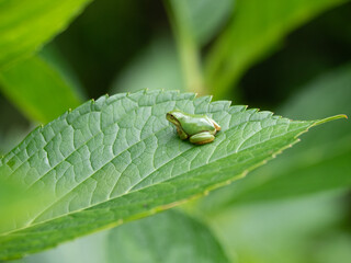 アジサイとアマガエル1