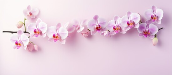 Fototapeta na wymiar Pink flower on isolated pastel background Copy space