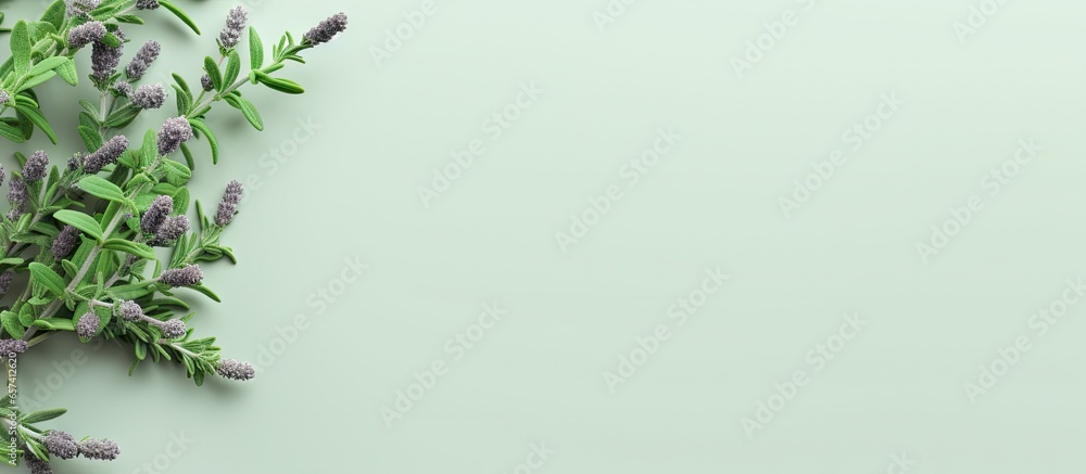 Poster thyme spice on a isolated pastel background copy space