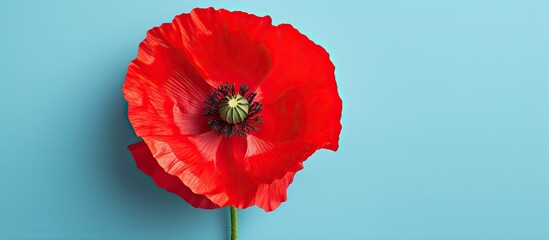 solitary red flower standing out against isolated pastel background Copy space