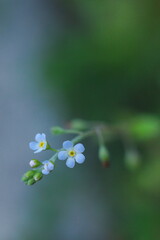 可愛いキュウリグサ