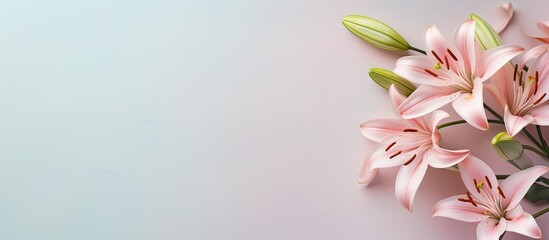 Shallow depth of field captures isolated pastel background Copy space with pink lilies