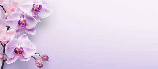 Singular purple flower isolated pastel background Copy space