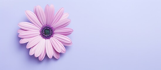 Fototapeta premium copy space image on isolated background showcases attractive osteospermum or african daisy blossom