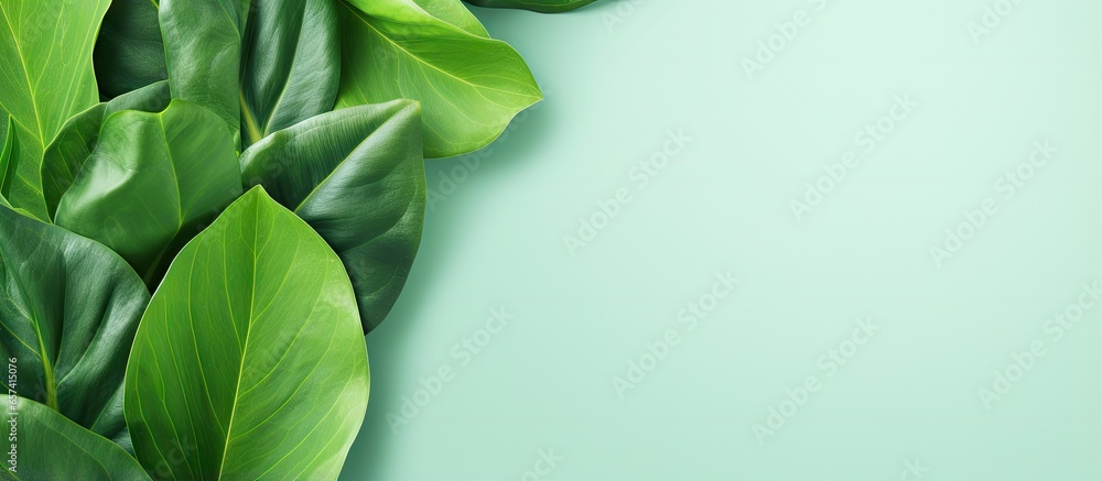 Poster top view of isolated isolated pastel background copy space spinach leaves