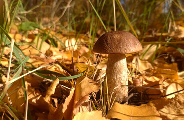 beautiful brown edible mushroom growing in yellow foliage