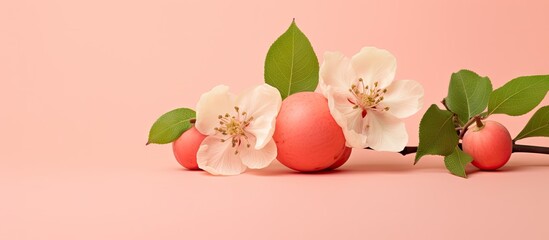 quince on a isolated pastel background Copy space