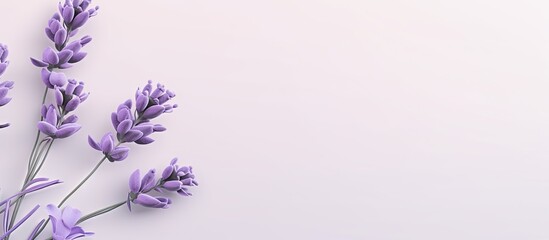 Purple petals scatter on a isolated pastel background Copy space showcasing a lavender flower
