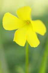 アップのオオキバナカタバミ