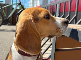 Beagle dog puppy waiting owner.