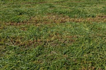 Field of mown green grass, top view. Background from fresh and dry grass growing in summer for publication, poster, screensaver, wallpaper, postcard, banner, cover, post. High quality photo
