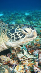 Fototapeta premium Green turtle eye and head