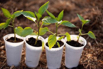 Green pepper seedlings in white plastic glasses on the soil blurred background. Young sprouts growing for publication, poster, calendar, post, screensaver, wallpaper, cover. High quality photo