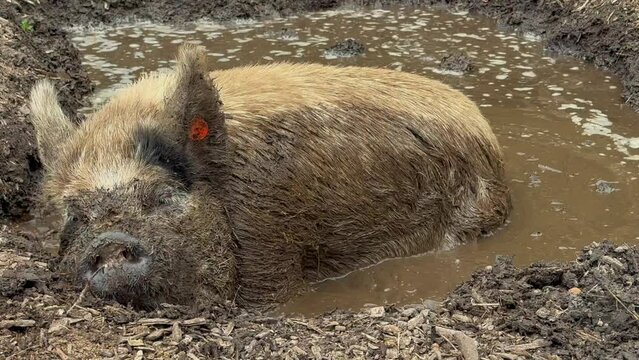 Shot of a pig wallowing in mud