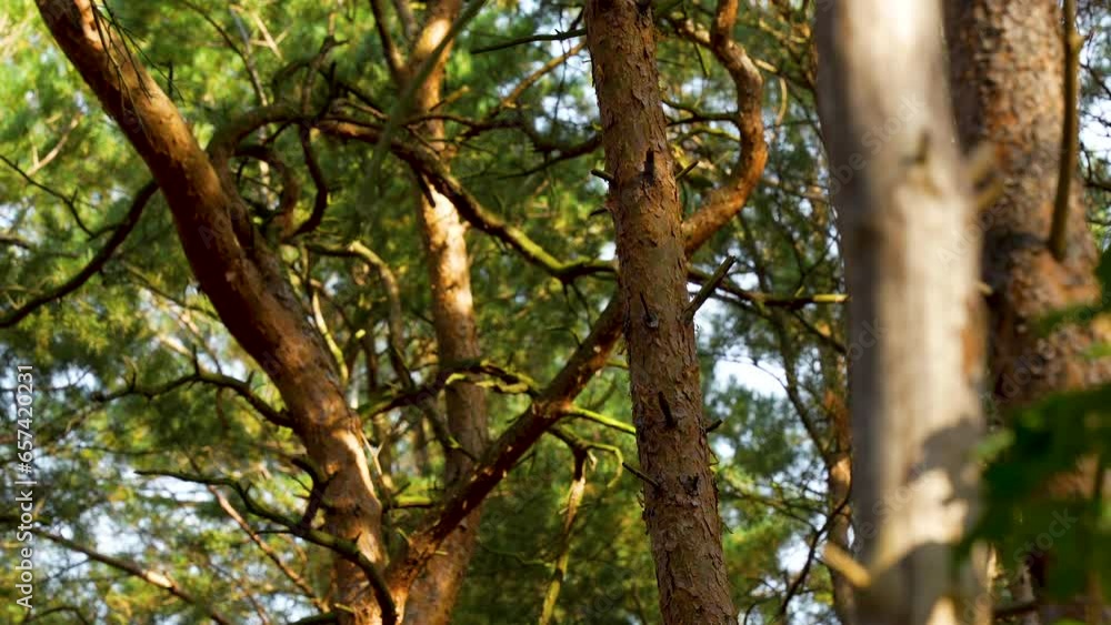 Poster detail view of tree trunks, stems, and branches in the forest. - close up