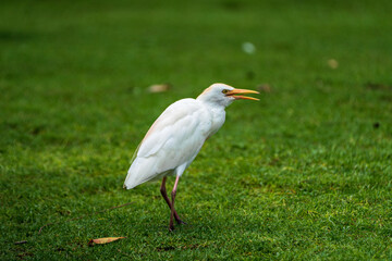 Western Cattle Egret before takeoff