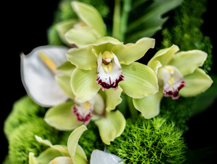 Flowers and Arrangements 