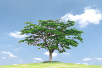 Green grass field and tree isolated on white background with clipping path ,Eco concept , Copy spec