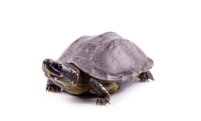 turtle isolated on white background