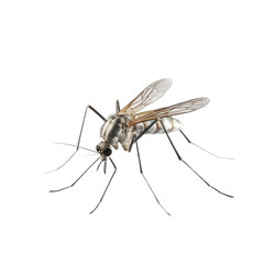 Fototapeta na wymiar Mosquito on transparent background