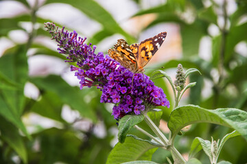 Butterfly on a purple flower on a blurry background of greenery. A bright butterfly sits on a beautiful flower. Selective focus.