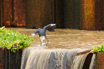 A White Necked Heron in the process of catching a fish at a weir in outback country Australia.