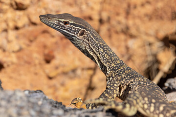 Close up of Australian Sand Monitor