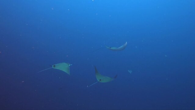 A group of mobula rays swim in sync in the blue water