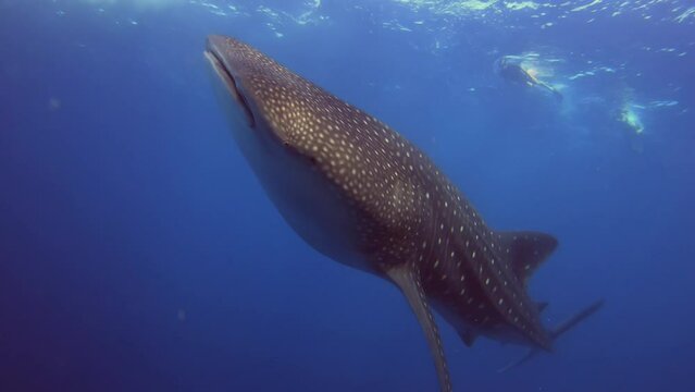 A giant whale shark swims leisurely in the blue water. Fauna of the Indian Ocean. 4K