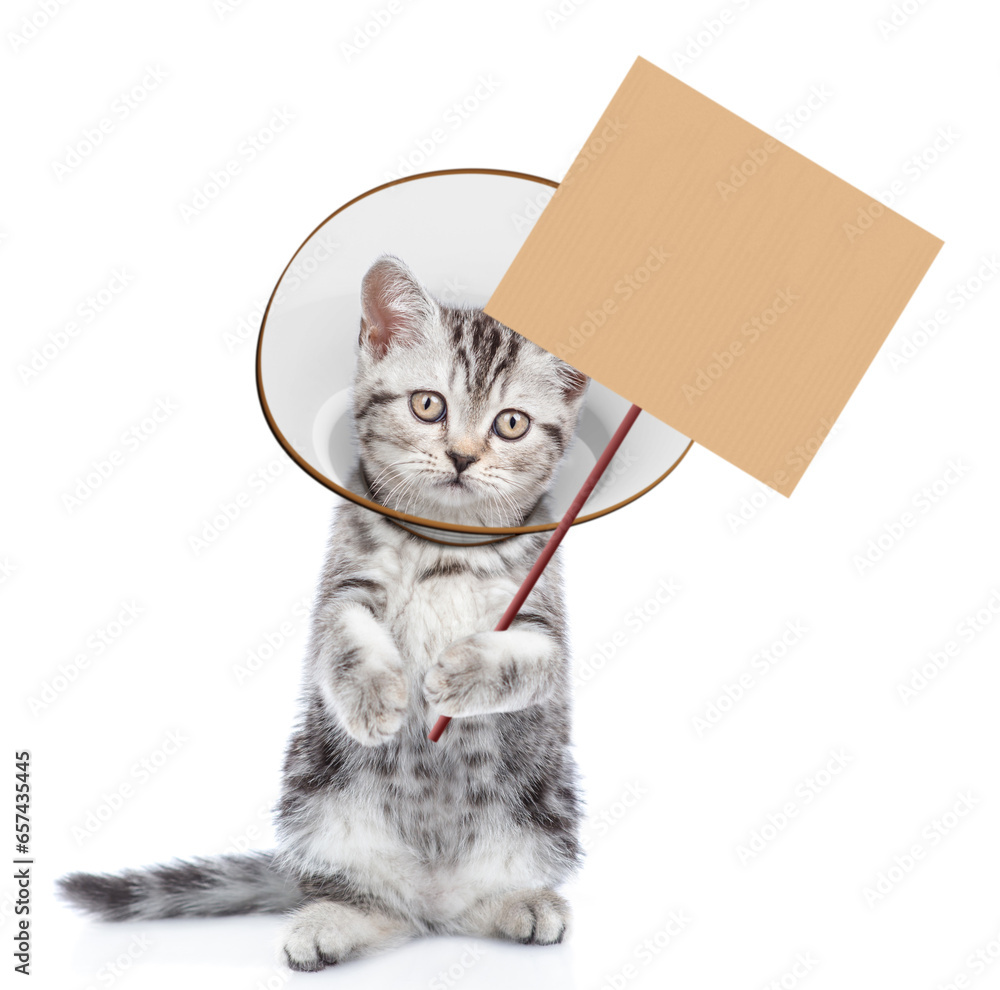 Poster cute tabby kitten wearing protective cone collar showing empty placard. isolated on white background