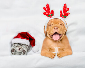 Happy Mastiff puppy dressed like santa claus reindeer  Rudolf lying with cozy kitten under white...