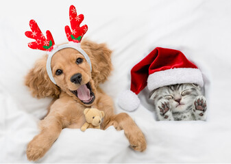 Yawning English Cocker spaniel puppy dressed like santa claus reindeer  Rudolf hugging toy bear and...