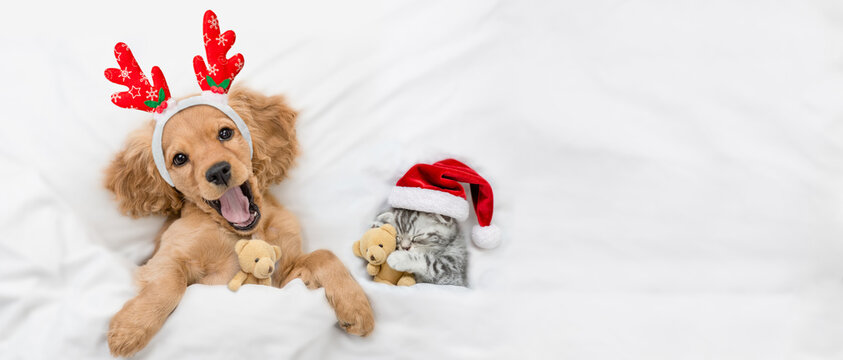Yawning English Cocker spaniel puppy dressed like santa claus reindeer  Rudolf lying with cozy kitten under white blanket at home. Pets hugs toy bears. Top down view. Empty space for text