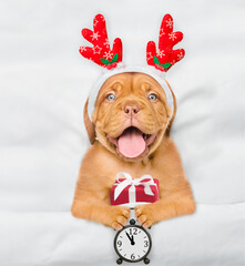 Happy Mastiff puppy dressed like santa claus reindeer  Rudolf lying under white blanket at home...