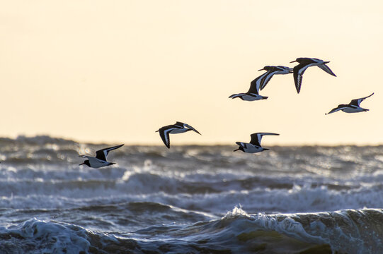 Some water birds fly over the waves in the North Sea in Denmark. background image
