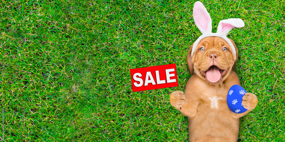 Poster happy mastiff puppy wearing easter rabbits ears holding painted easter egg and showing signboard wit