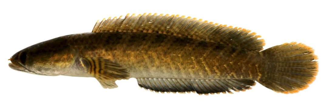Dwarf snakehead, Red-tailed Snakehead (Channa gachua), Fish in the Mekong River, Thailand