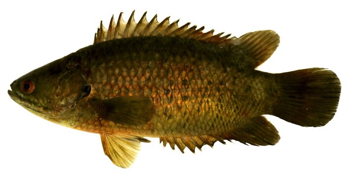 Climbing Perch, Anabas testudineus (Bloch, 1792), Fish in the Mekong River, Thailand