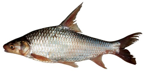 Cyclocheilos enoplos Bleeker, 1850 , Fish in the Mekong River, Thailand
