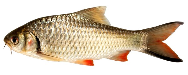 Systomus jacobusboehkei (Fowler., 1958), Fish in the Mekong River, Thailand