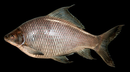 Labeo chrysophekadian (Bleeker, 1850), Fish in the Mekong River, Thailand