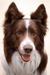 Border collie