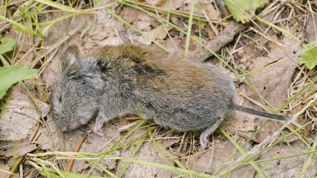 A dead rodent: grey red-backed vole (Myodes rufocanus).