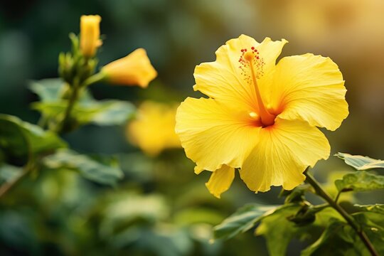 A yellow hibiscus flower in the garden