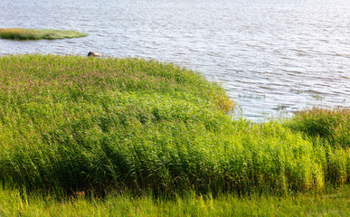 Green reeds on the seashore