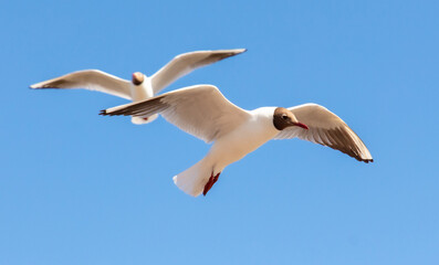 Seagulls in flight against the sky