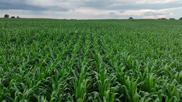 Close up aerial flyover of corn field during summer. Drone shot of rows of never ending corn in American countryside.