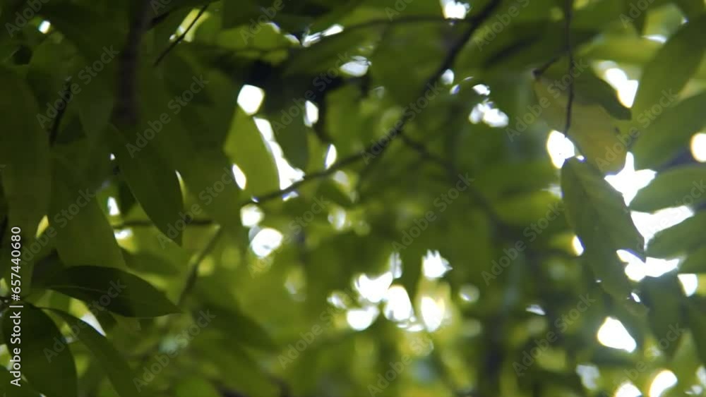 Poster close up. the sun shines through the leaves of the tree. green leaf macro in summer day sun rays on 